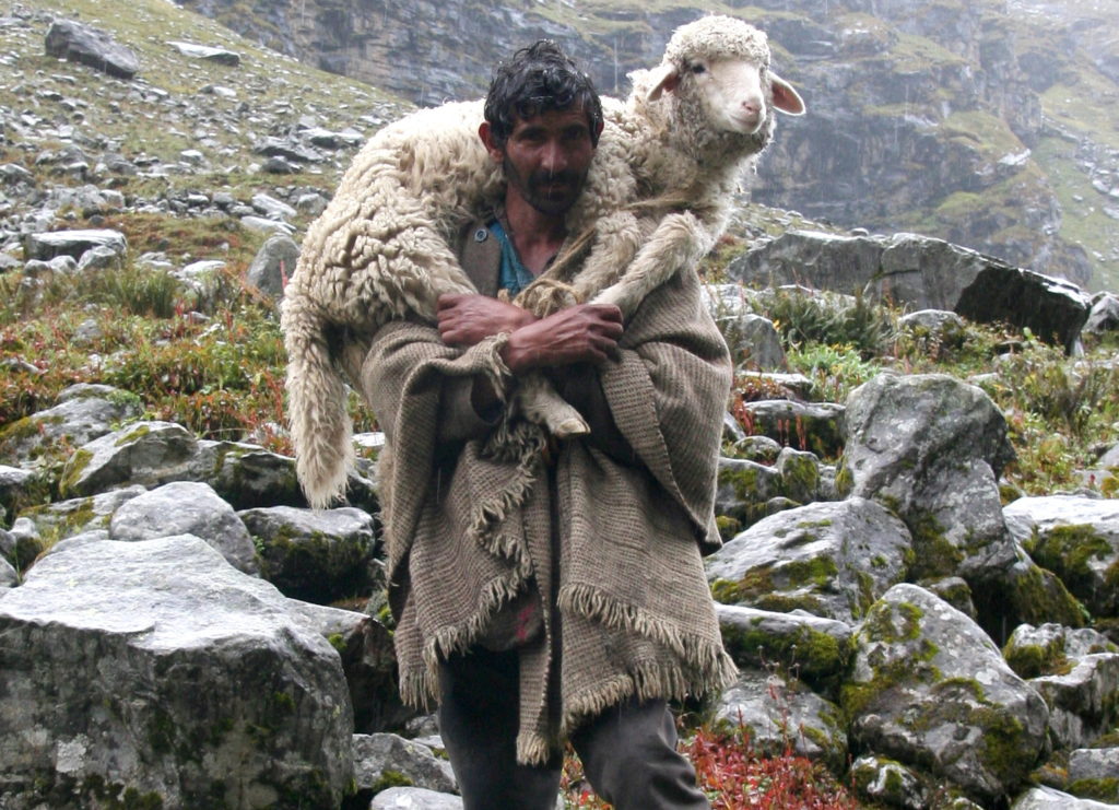 What Are The Duties Of A Good Shepherd